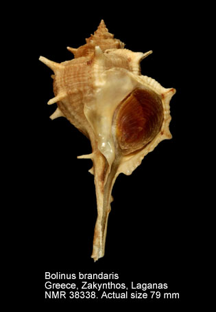 Bolinus brandaris.jpg - Bolinus brandaris(Linnaeus,1758)